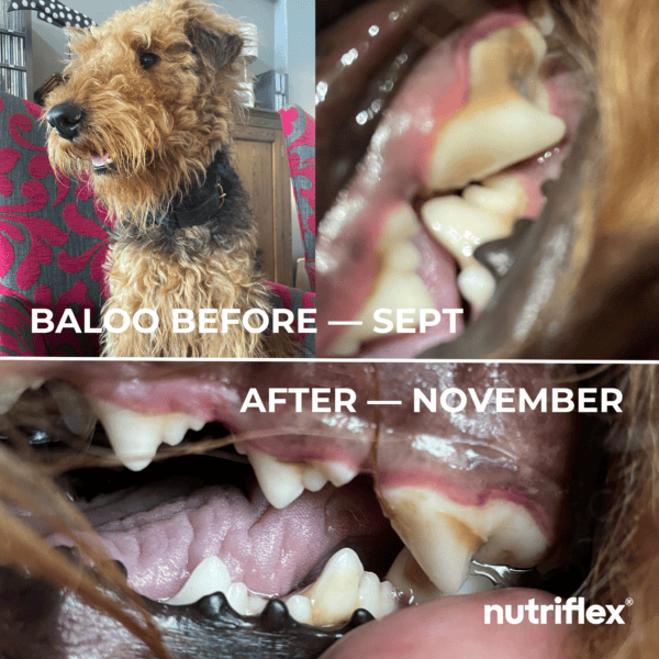 Comparison image of a dog named Baloo before and after using NutriFlex DentaMax dental powder. The before image from September shows teeth with plaque and tartar, while the after image 12 weeks later from November shows visibly cleaner teeth.