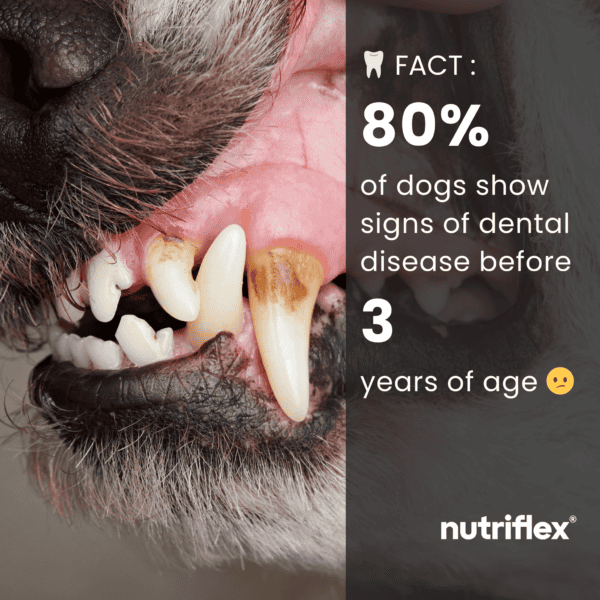 Close-up of a dog's mouth showing dental disease, highlighting the fact that 80% of dogs show signs of dental disease before 3 years of age. NutriFlex DentaMax dental powder helps prevent plaque and tartar buildup.