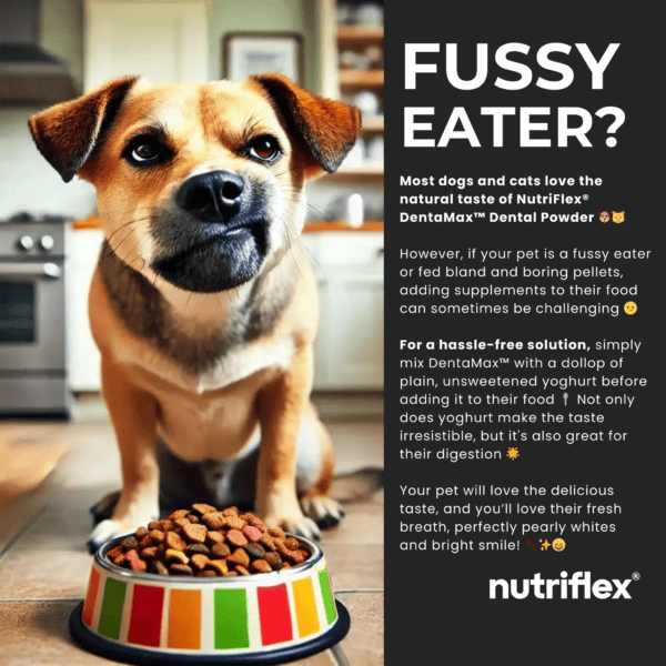 Dog sitting in front of a food bowl with text describing how NutriFlex DentaMax dental powder is a tasty solution for fussy eaters, helps reduce plaque, tartar, and bad breath, and can be mixed with plain yogurt for easier consumption.