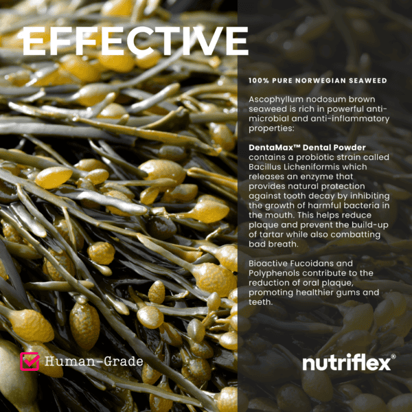 Close-up of Ascophyllum nodosum brown seaweed with text explaining the effectiveness of DentaMax human-grade dental powder. Highlights include reducing plaque and tartar, combating bad breath, and promoting healthy gums and teeth.