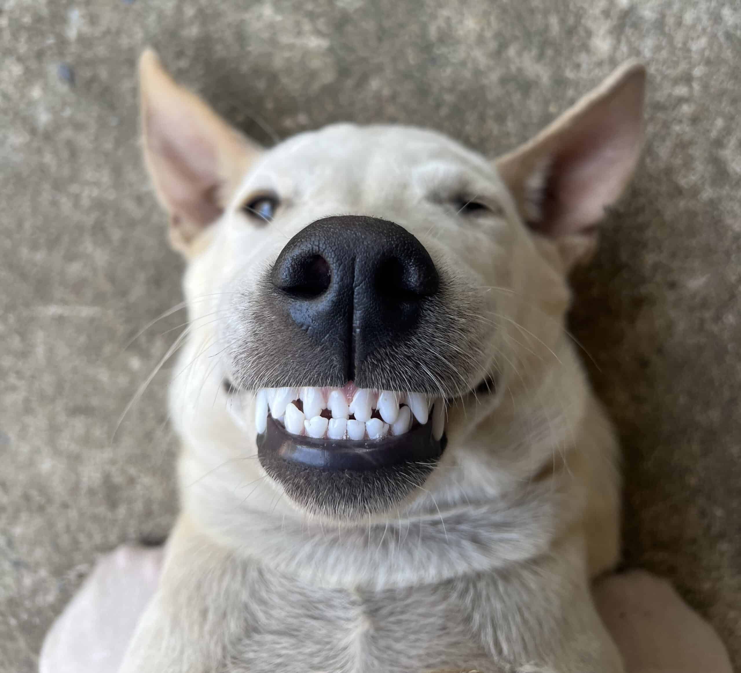 dentamax-vs-toothpaste-for-dogs-clean-teeth-fresh-breath