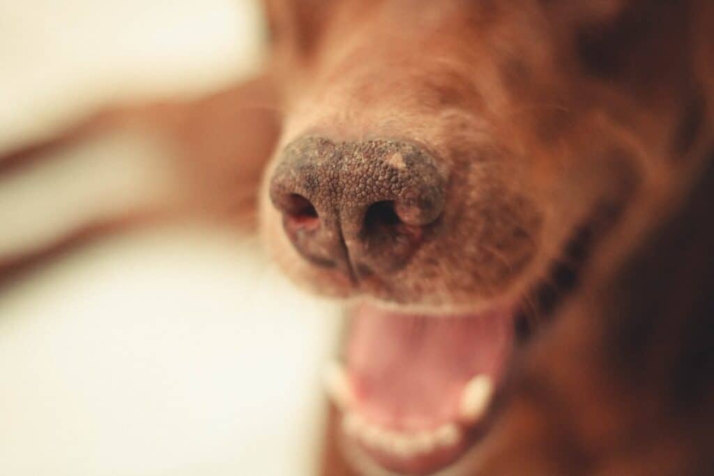 home treatment for dogs bad breath
