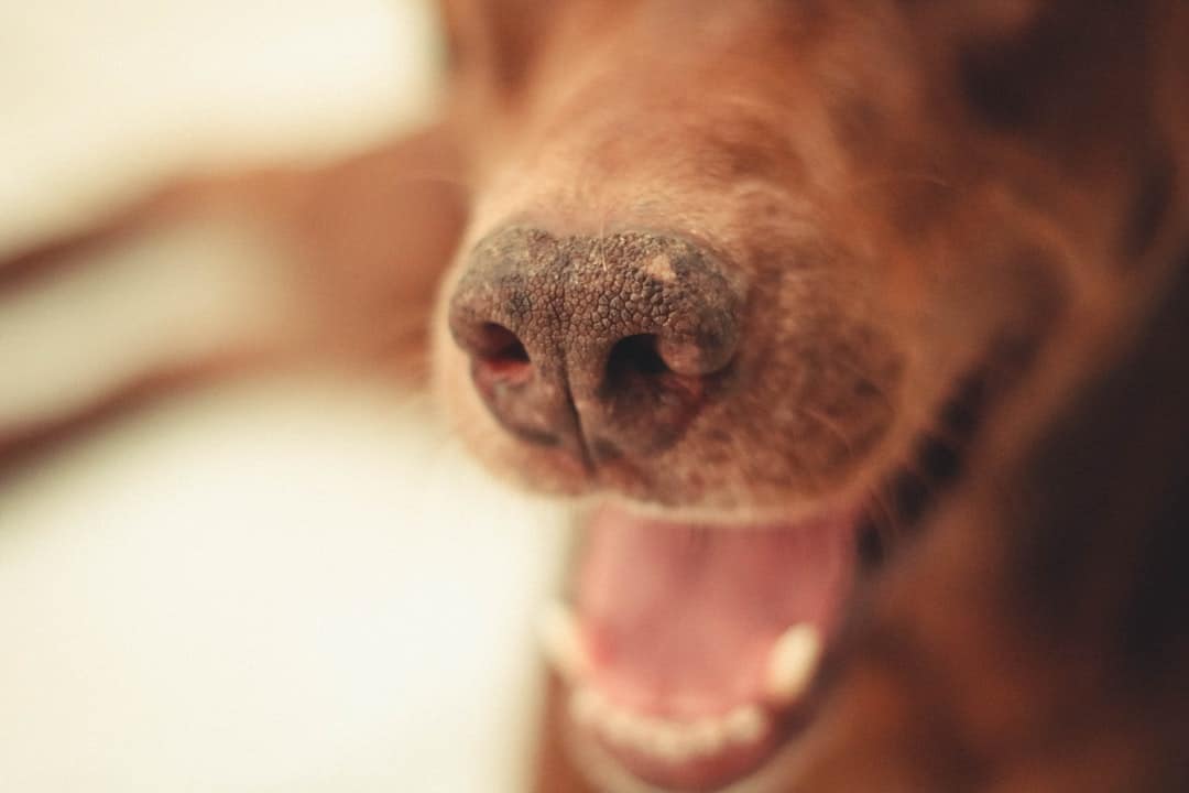 Curated visual reference: Picture Idea: Top Home Treatment For Dogs Bad Breath