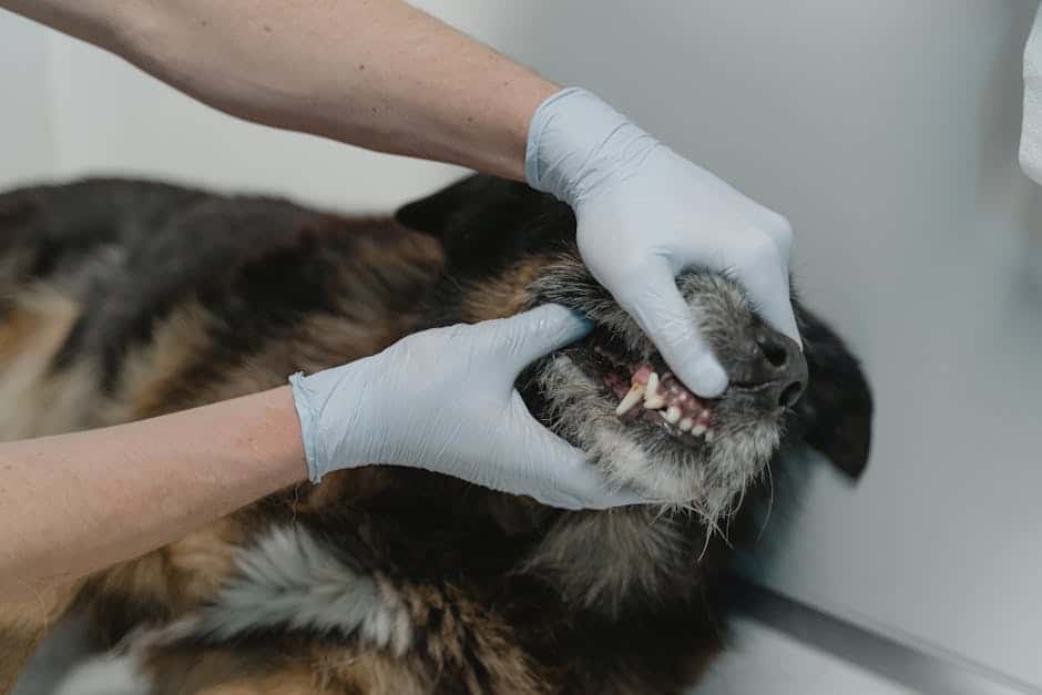 halitosis in dogs treatment