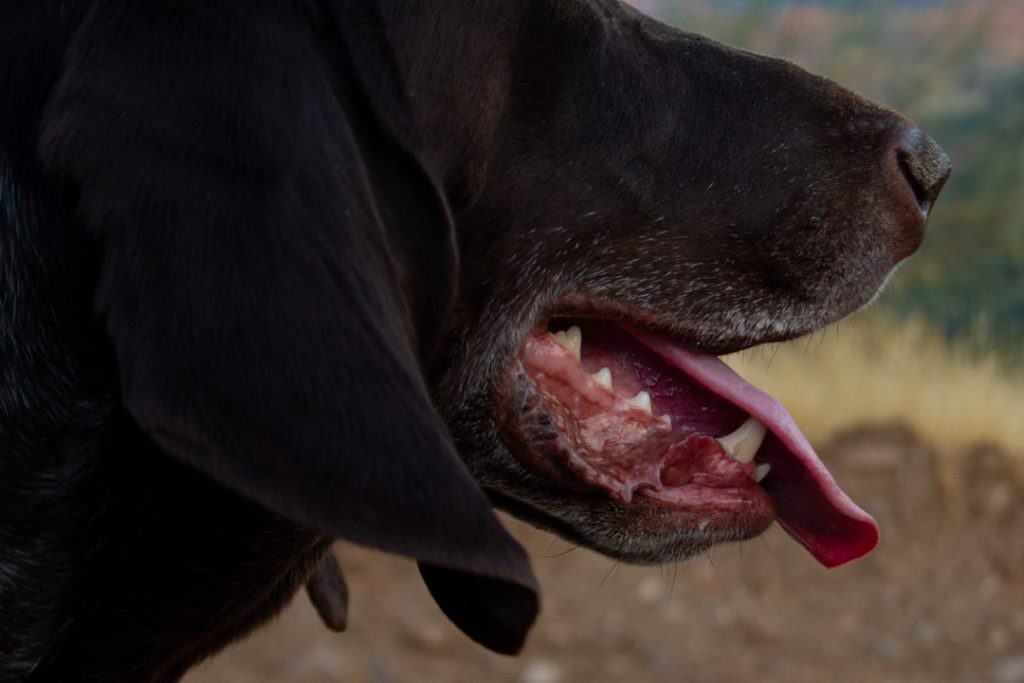 gum bleeding in dogs