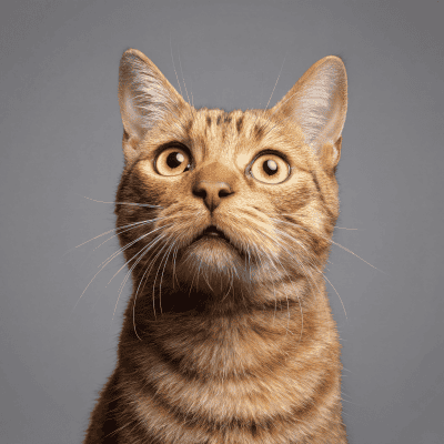 Image for choice number 2