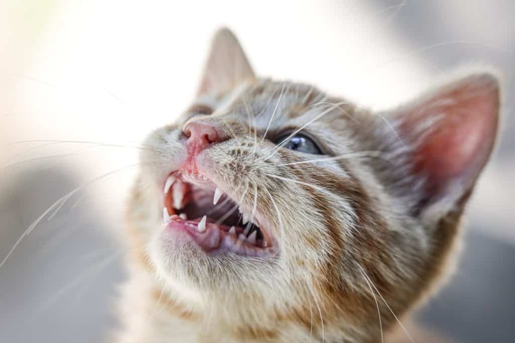 plaque powder for cats