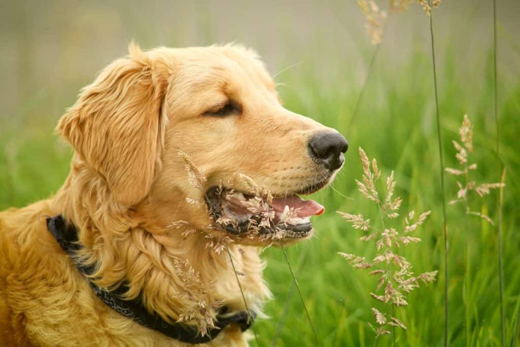 halitosis treatment for dogs
