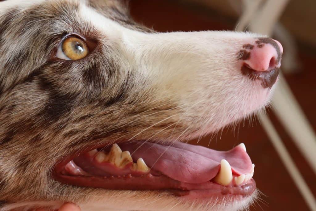 natural ways to keep dogs teeth clean