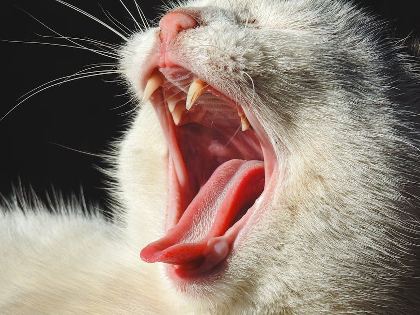 chlorhexidine oral rinse for cats