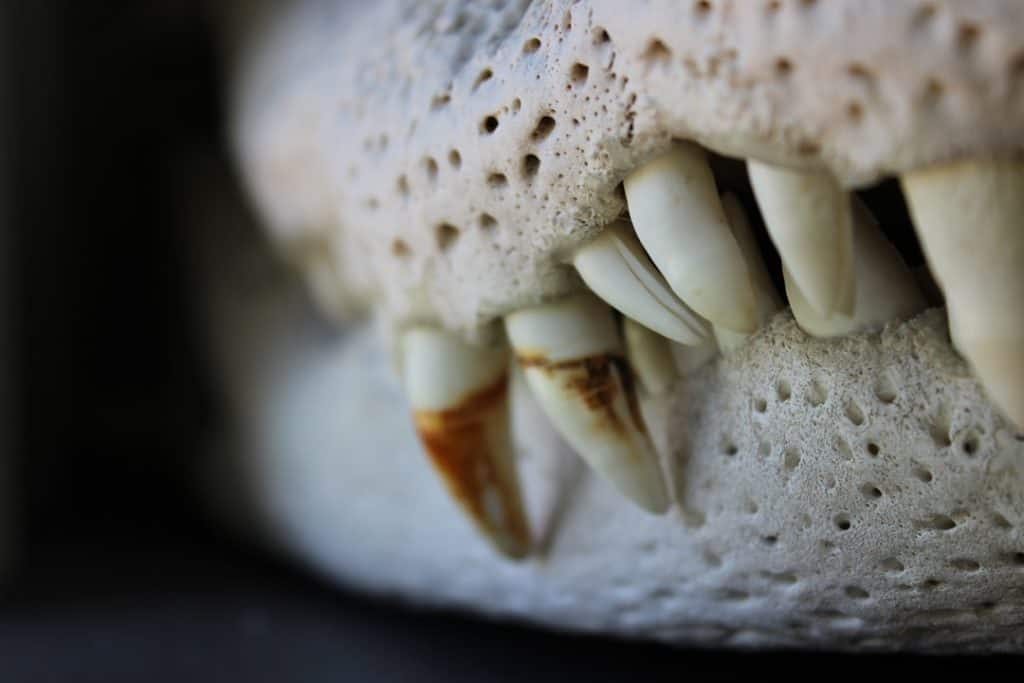 dog plaque vs tartar healthy dog teeth clean white gums South Africa - dog plaque vs tartar