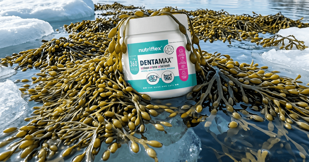 DentaMax dental powder with Ascophyllum nodosum kelp for dogs and cats in cold North Atlantic waters