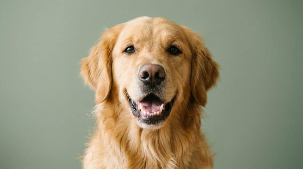 Healthy golden retriever showing clean teeth, illustrating dental powder review for South African pet owners