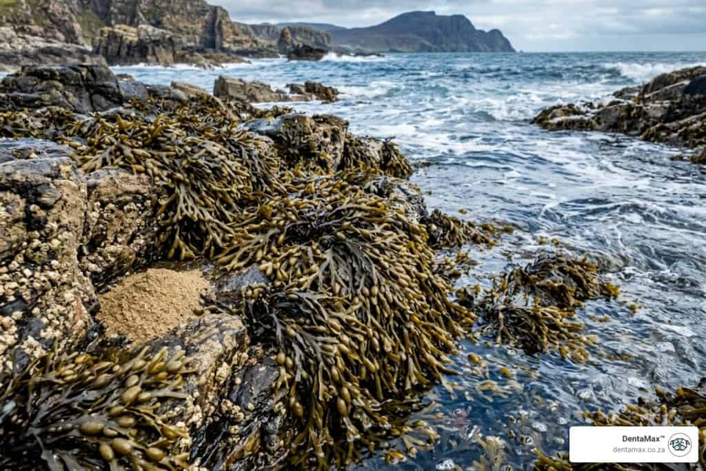 ascophyllum nodosum powder wild rockweed North Atlantic rocks brown seaweed - ascophyllum nodosum powder