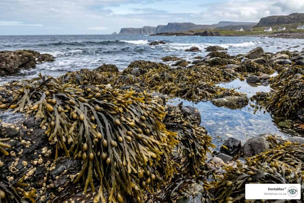 Ascophyllum nodosum knotted wrack intertidal zone North Atlantic brown algae - Ascophyllum harvested North Atlantic