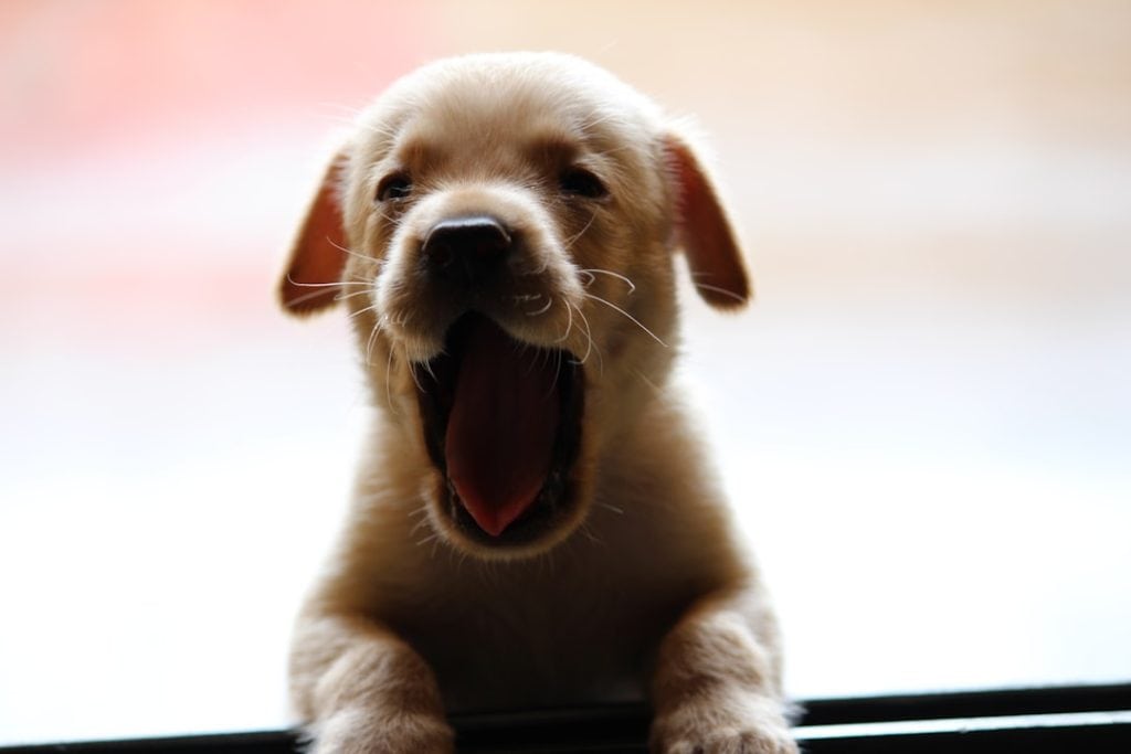 bad breath puppies treatment
