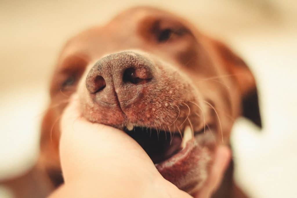 best dog dental powder