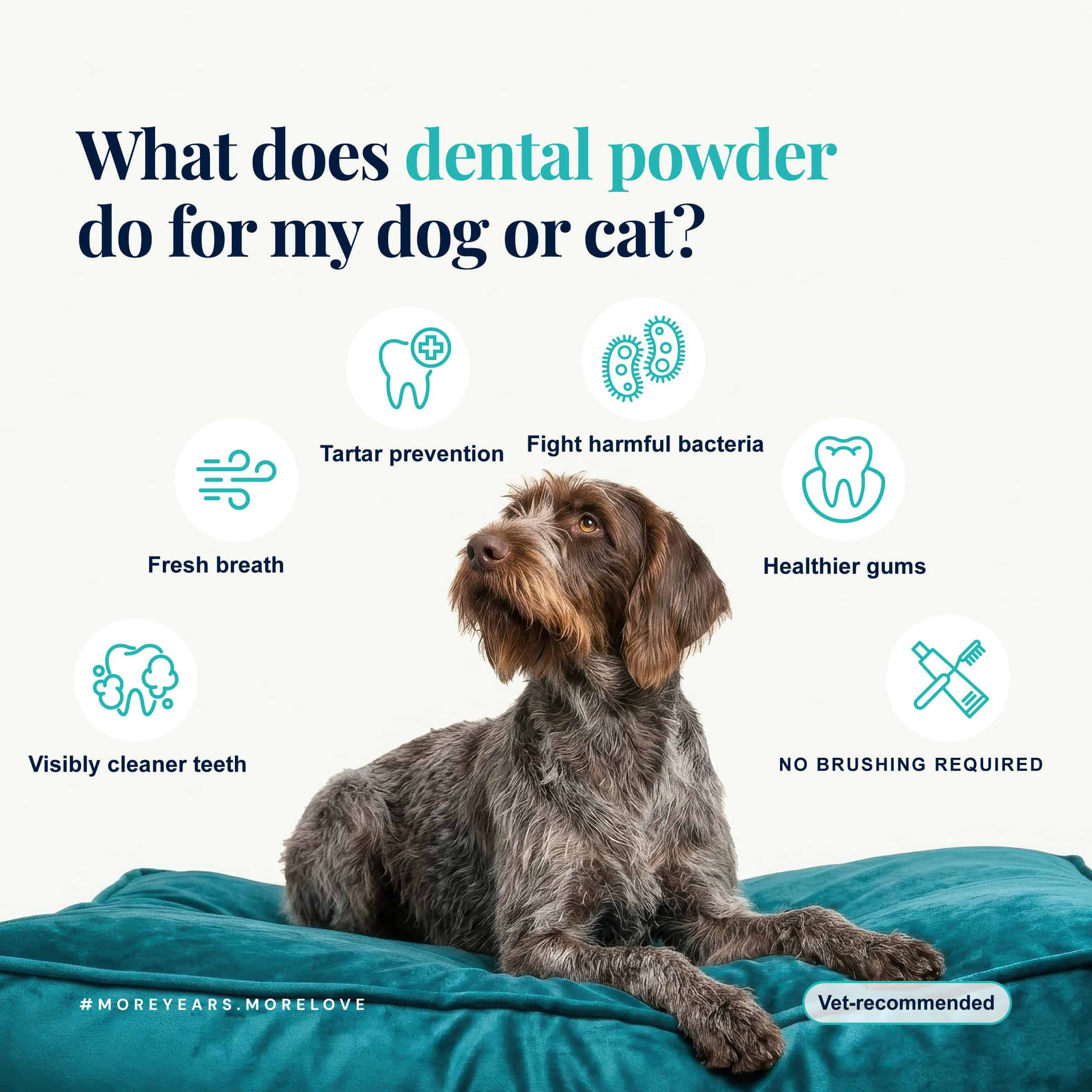 NutriFlex DentaMax infographic answering what dental powder does for a dog or cat. A wirehaired pointer rests on a teal cushion, surrounded by six benefit icons: fresh breath, tartar prevention, fights harmful bacteria, healthier gums, visibly cleaner teeth and no brushing required. Vet-recommended.