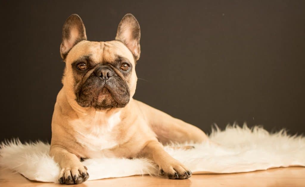 french bulldog halitosis