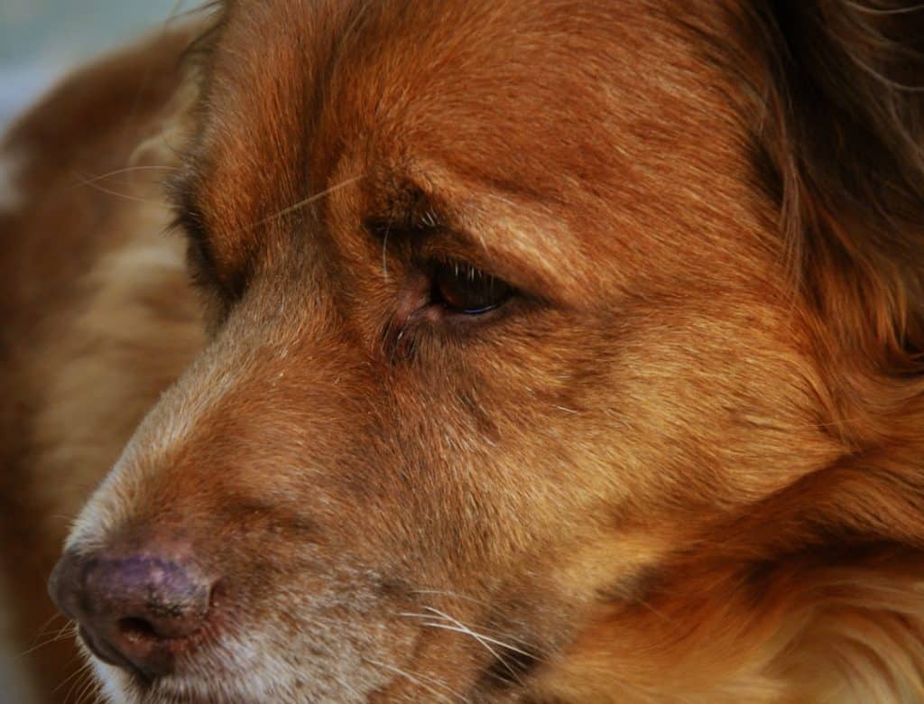 symptoms of canine halitosis