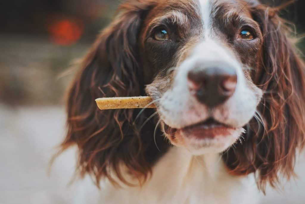 natural pet oral health