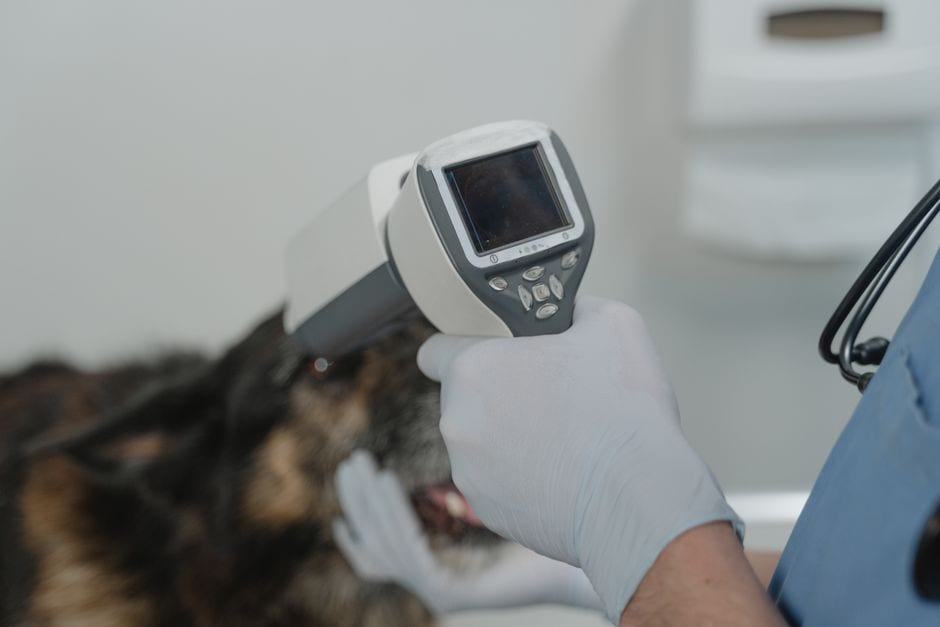 Dog Dental Disease Explained
