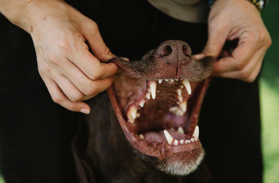 dental powder for dogs reddit
