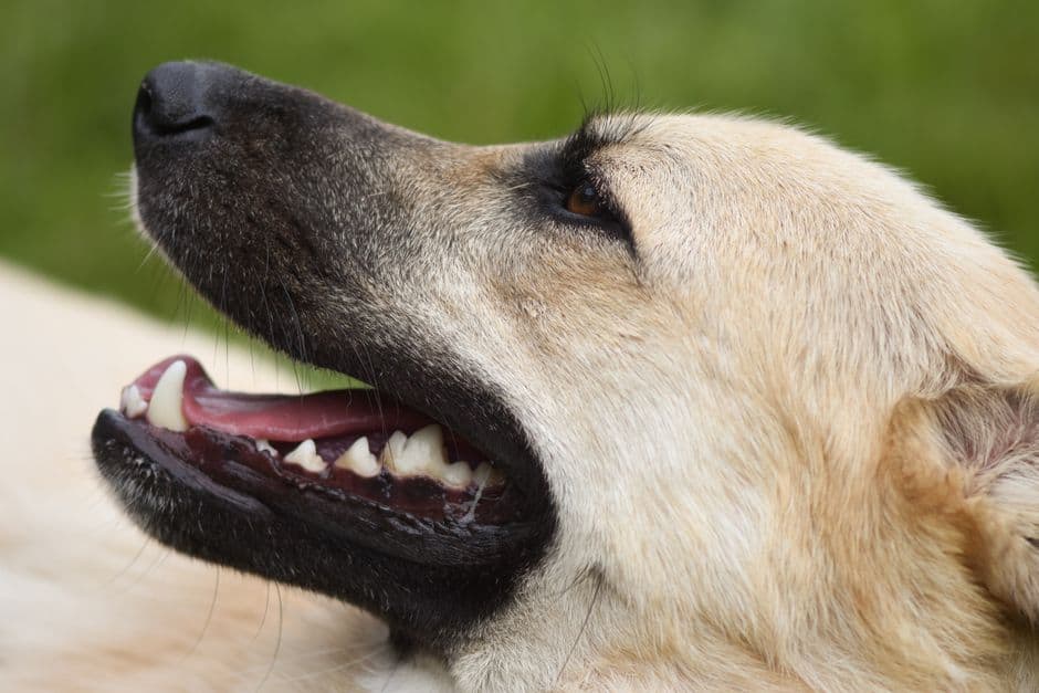 dog dental powder reviews