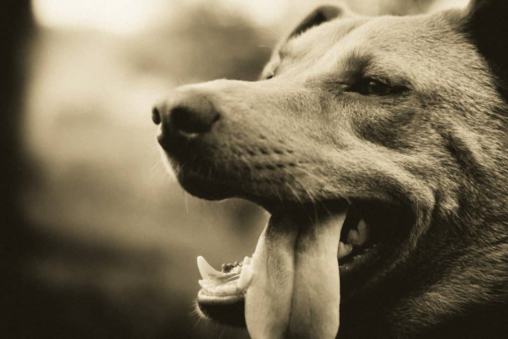 chemical free dental care for dogs - chemical free dental care