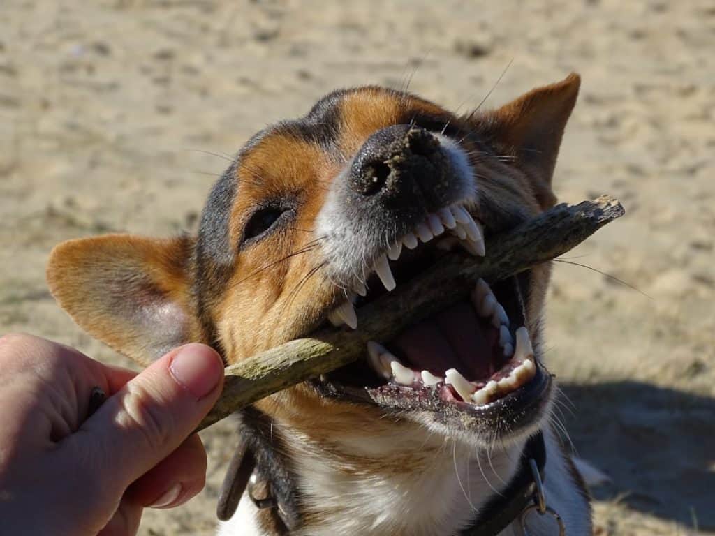 best dental chews for dogs