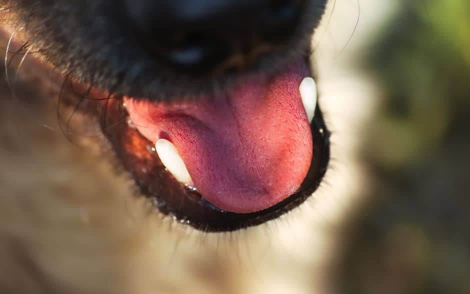 fishy smell in dogs mouth